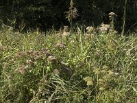 NL, Noord-Holland, s Graveland, Kromme Rade 13, Saxifraga-Marijke Verhagen